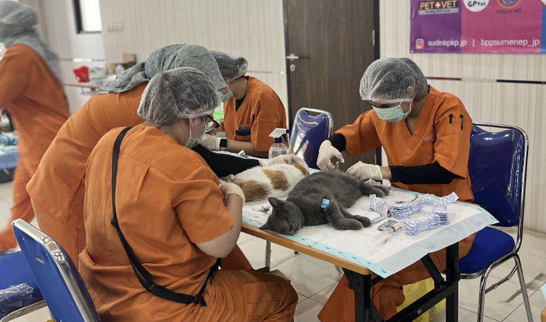 Layanan Sterilisasi Kucing