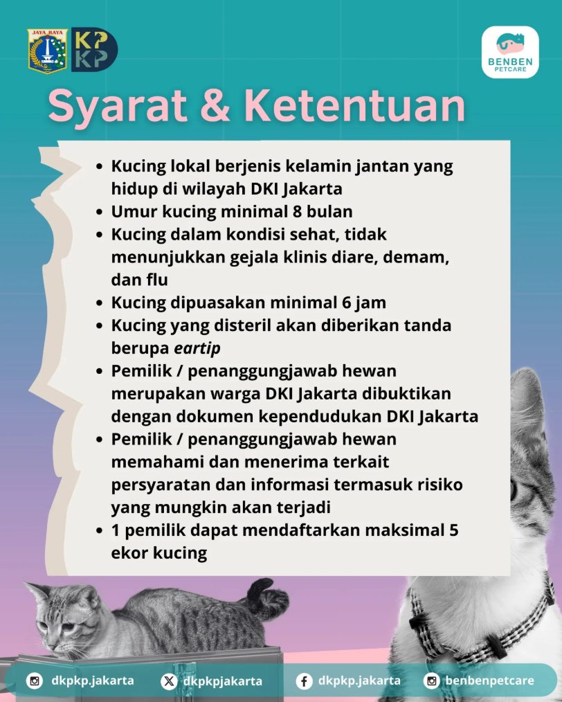 Steril-300-Ekor-Kucing-Jantan-Gratis